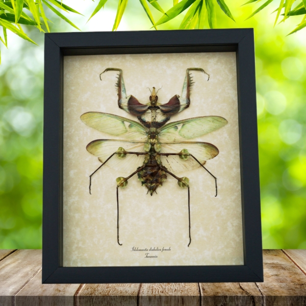 Idolomantis diabolica Female Devil Mantis Giant Framed Praying Mantis Insect Taxidermy