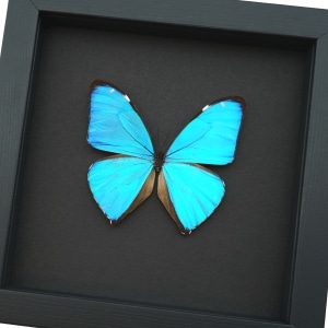 Blue Morpho Aega Butterfly Real Framed Taxidermy Moonlight Display