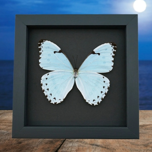 Morpho catenarius Mint Morpho Butterfly Framed Taxidermy Moonlight Display