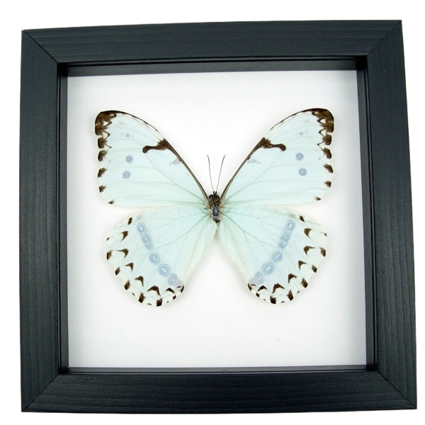 Mint Morpho Butterfly Morpho catenarius Framed Taxidermy Classic Black Display