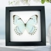 Mint Morpho Butterfly Morpho catenarius Framed Taxidermy Classic Black Display