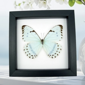 Mint Morpho Butterfly Morpho catenarius Framed Taxidermy Classic Black Display
