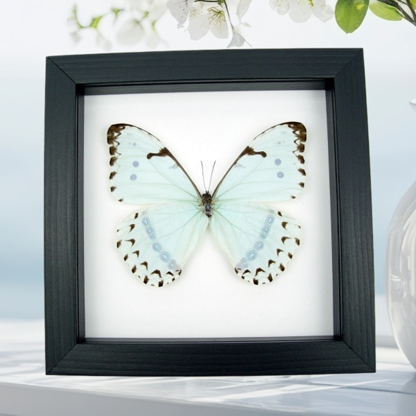 Mint Morpho Butterfly Morpho catenarius Framed Taxidermy Classic Black Display