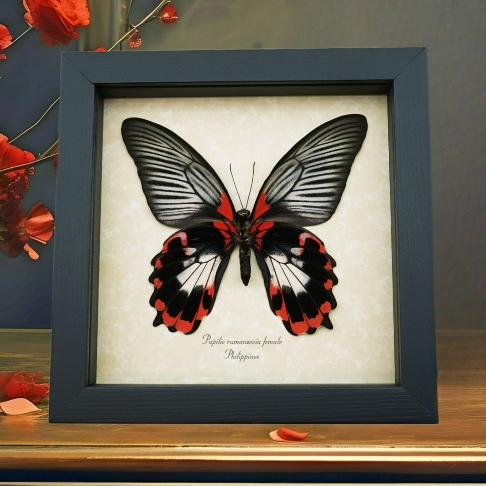 Papilio rumanzovia female verso Scarlet Mormon Framed Butterfly Taxidermy Display