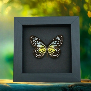 Parantica aspasia Female Butterfly Yellow Glassy Tiger Framed Taxidermy Moonlight Display