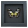 Parantica aspasia Female Butterfly Yellow Glassy Tiger Framed Taxidermy Moonlight Display