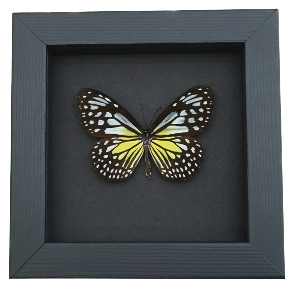 Parantica aspasia Female Butterfly Yellow Glassy Tiger Framed Taxidermy Moonlight Display