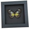 Parantica aspasia Female Butterfly Yellow Glassy Tiger Framed Taxidermy Moonlight Display