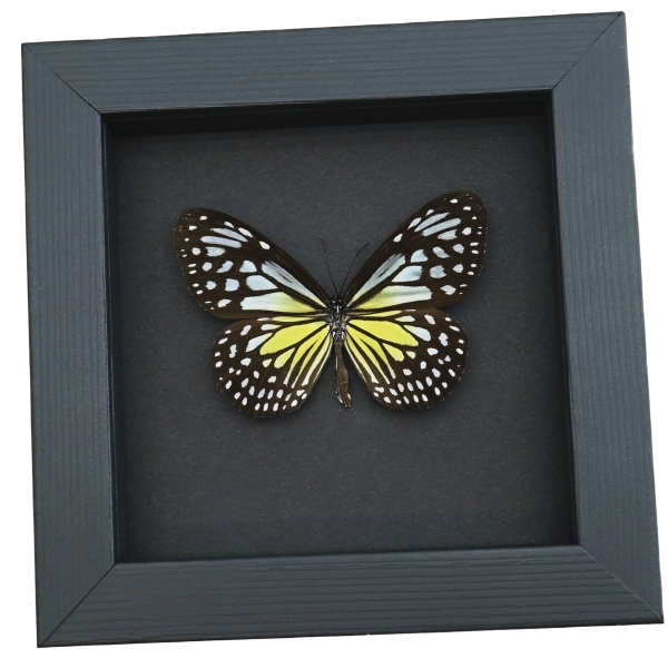 Parantica aspasia Female Butterfly Yellow Glassy Tiger Framed Taxidermy Moonlight Display