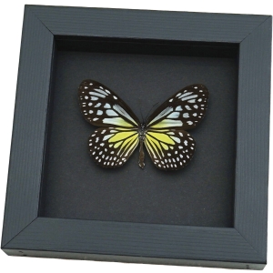 Parantica aspasia Female Butterfly Yellow Glassy Tiger Framed Taxidermy Moonlight Display