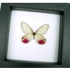 Cithaerias pyritosa Pink Glasswing Framed Butterfly Classic Black Display