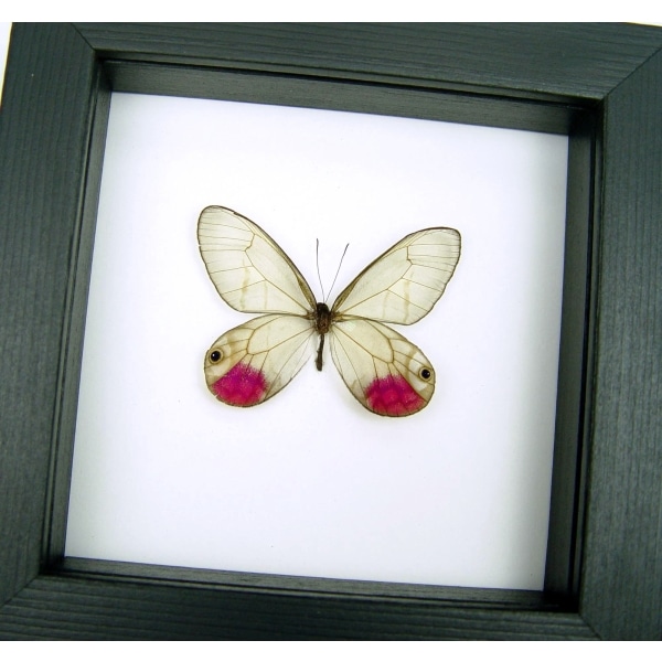 Cithaerias pyritosa Pink Glasswing Framed Butterfly Classic Black Display
