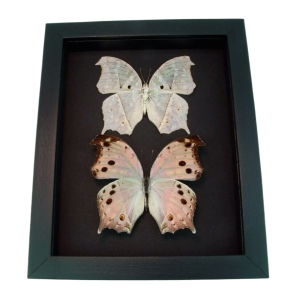 Salamis parhassus Pair Mother Of Pearl Butterflies Moonlight Display