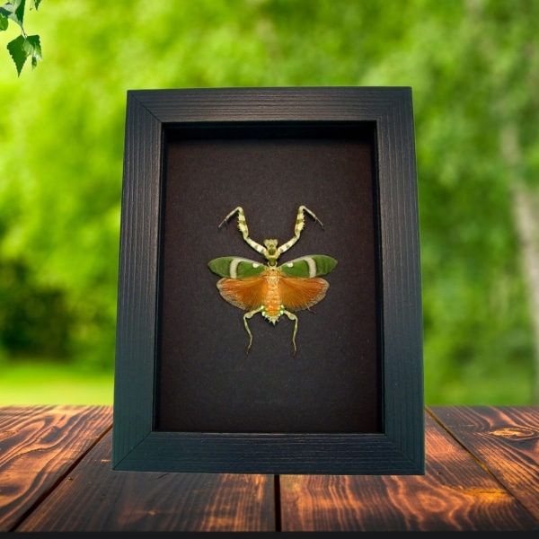Theopropus elegans Framed Insect Praying Mantis Moonlight Display