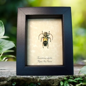 Real Framed Gold Copper Longhorn Beetle Tmesisternus rafaelae Taxidermy Display