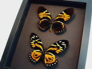 Orange Tiger Butterflies Papilio zagreus bachus Real Framed Taxidermy Moonlight Display