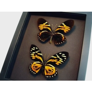 Orange Tiger Butterflies Papilio zagreus bachus Real Framed Taxidermy Moonlight Display