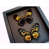 Orange Tiger Butterflies Papilio zagreus bachus Real Framed Taxidermy Moonlight Display