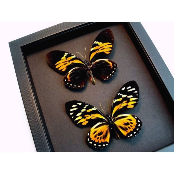 Orange Tiger Butterflies Papilio zagreus bachus Real Framed Taxidermy Moonlight Display