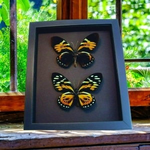 Orange Tiger Butterflies Papilio zagreus bachus Real Framed Taxidermy Moonlight Display