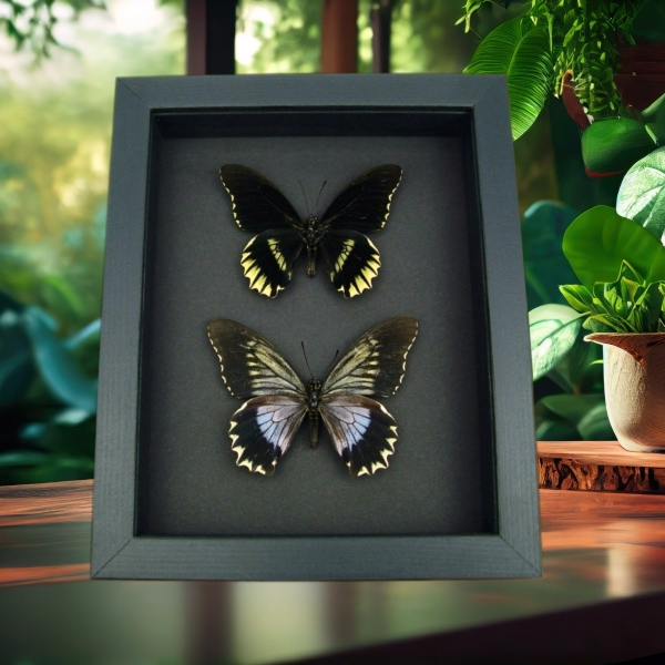 Battus streckerianus Pair Rare Framed Butterflies Taxidermy Moonlight Display
