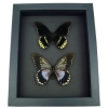 Battus streckerianus Pair Rare Framed Butterflies Taxidermy Moonlight Display