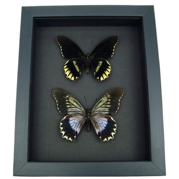 Battus streckerianus Pair Rare Framed Butterflies Taxidermy Moonlight Display