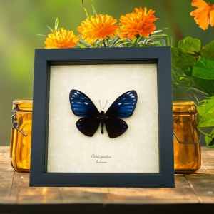Chilasa paradoxa Purple Framed Butterfly Great Blue Mime Framed Taxidermy Display
