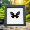 Chilasa paradoxa Purple Framed Butterfly Taxidermy Classic Black Display