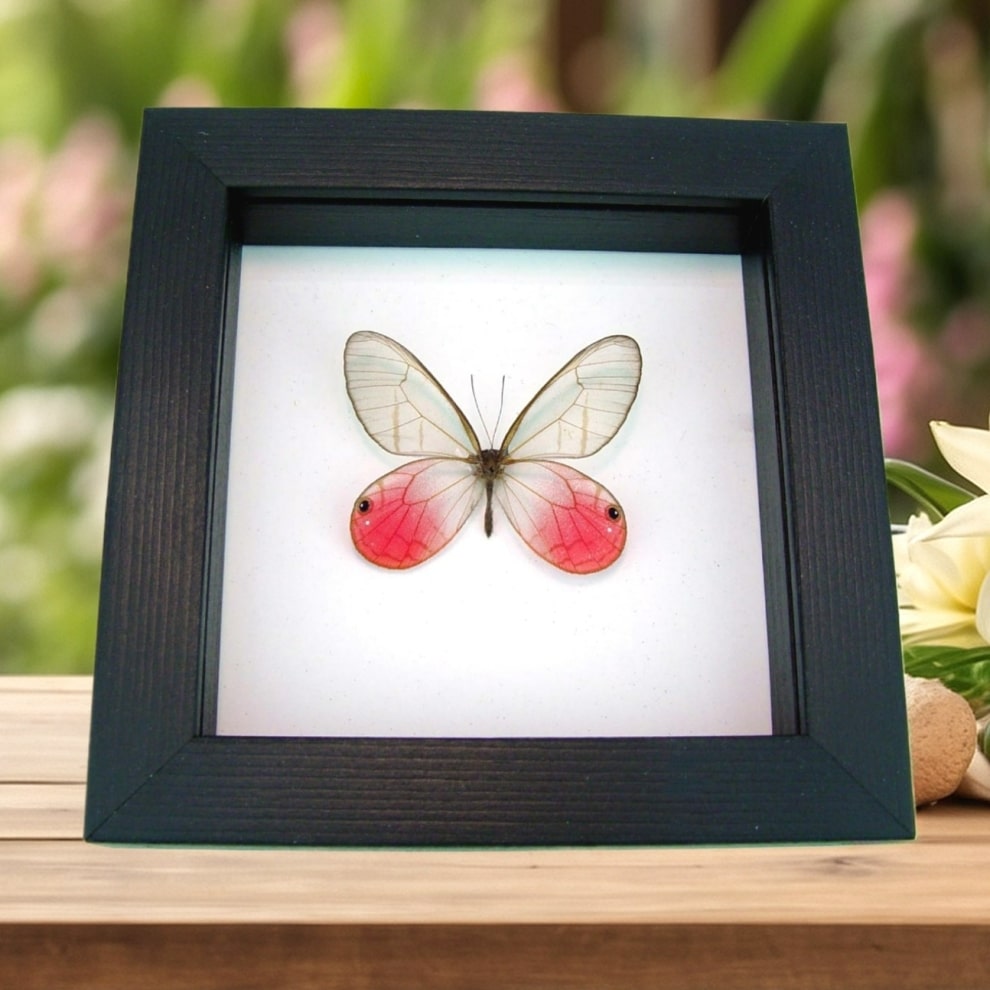 Cithaerias merolina Pink Glasswing Butterfly Framed Taxidermy Classic Black Display