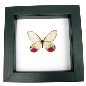 Cithaerias pyritosa Pink Glasswing Framed Butterfly Classic Black Display