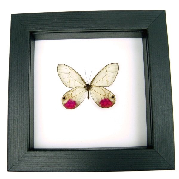 Cithaerias pyritosa Pink Glasswing Framed Butterfly Classic Black Display
