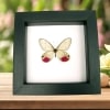 Cithaerias pyritosa Pink Glasswing Framed Butterfly Classic Black Display