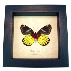 Delias crithoe Framed Butterfly Rare Yellow Red Taxidermy Display
