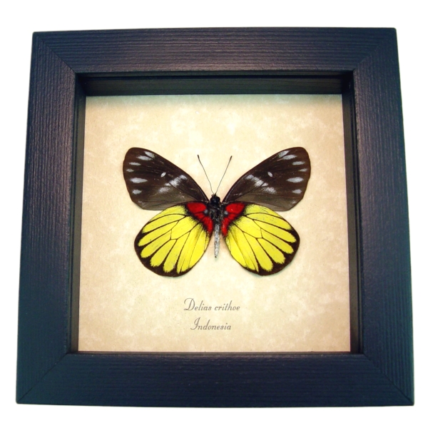 Delias crithoe Framed Butterfly Rare Yellow Red Taxidermy Display