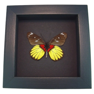 Delias crithoe Framed Butterfly Yellow Red Taxidermy Moonlight Display