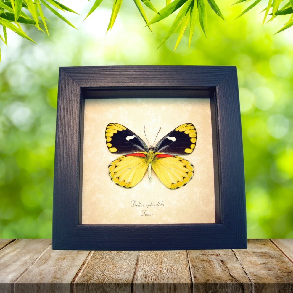 Delias splendida Female Butterfly Rare Yellow Framed Taxidermy Display Delias splendida Female Butterfly Rare Yellow Framed Taxidermy Display