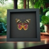 Pink Forester African Butterfly Euphaedra xypete Real Framed Taxidermy Moonlight Display