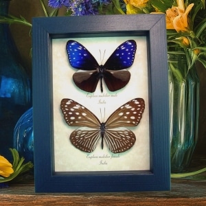 Real Framed Purple Blue Crow Butterfly Euploea mulciber Pair Taxidermy Display