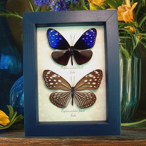 Real Framed Purple Blue Crow Butterfly Euploea mulciber Pair Taxidermy Display