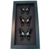 Purple Swallowtail Butterflies Graphium Weiskei Butterfly Collection Framed Moonlight Display