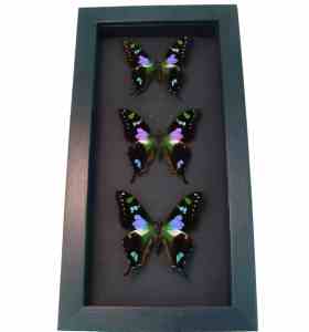 Purple Swallowtail Butterflies Graphium Weiskei Butterfly Collection Framed Moonlight Display