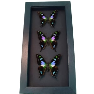 Purple Swallowtail Butterflies Graphium Weiskei Butterfly Collection Framed Moonlight Display