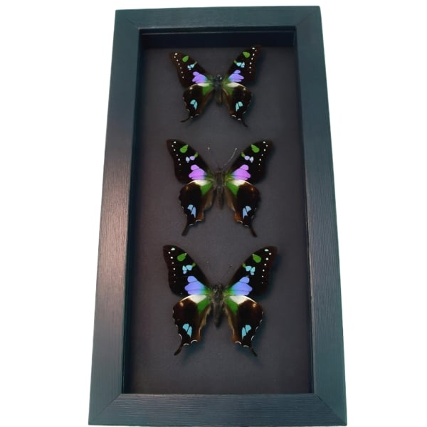 Purple Swallowtail Butterflies Graphium Weiskei Butterfly Collection Framed Moonlight Display