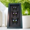 Purple Swallowtail Butterflies Graphium Weiskei Butterfly Collection Framed Moonlight Display