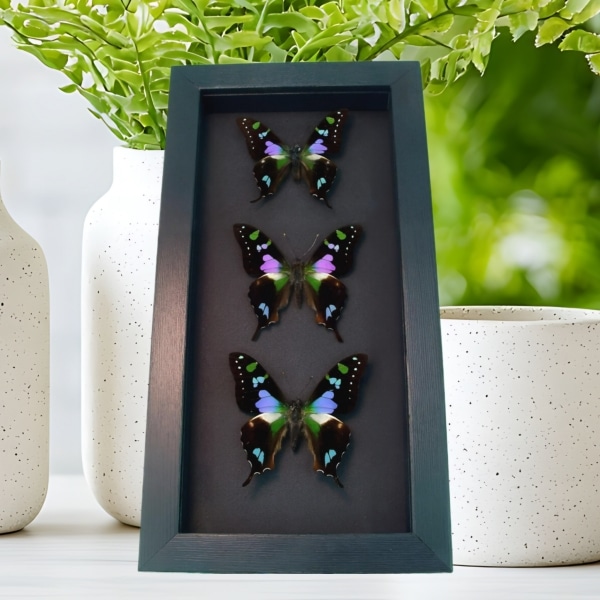 Purple Swallowtail Butterflies Graphium Weiskei Butterfly Collection Framed Moonlight Display