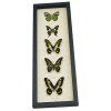 Green Butterfly Collection Real Framed Butterflies Taxidermy Display