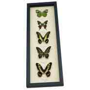 Butterfly Frame For Displaying Butterfly Clear Frames MInibeast Butterfly Frame For Displaying Butterfly Clear Frames MInibeast