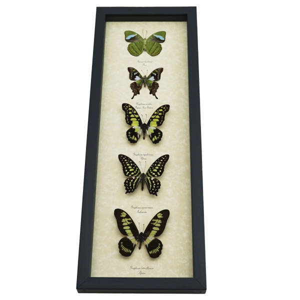 Green Butterfly Collection Real Framed Butterflies Taxidermy Display