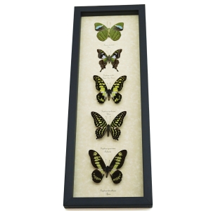 Green Butterfly Collection Real Framed Butterflies Taxidermy Display